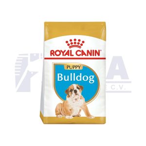 Bulldog Inglés Cachorro