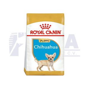 Chihuahua Cachorro