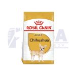 Chihuahua Adulto