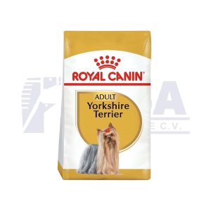 Yorkshire Terrier Adult