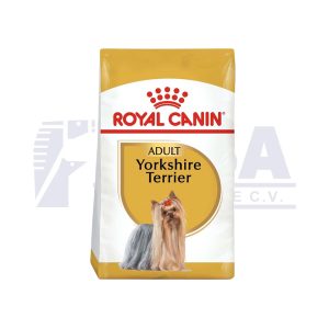 Yorkshire Terrier Adult