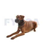 Bozal para perros BUSTER Extreme